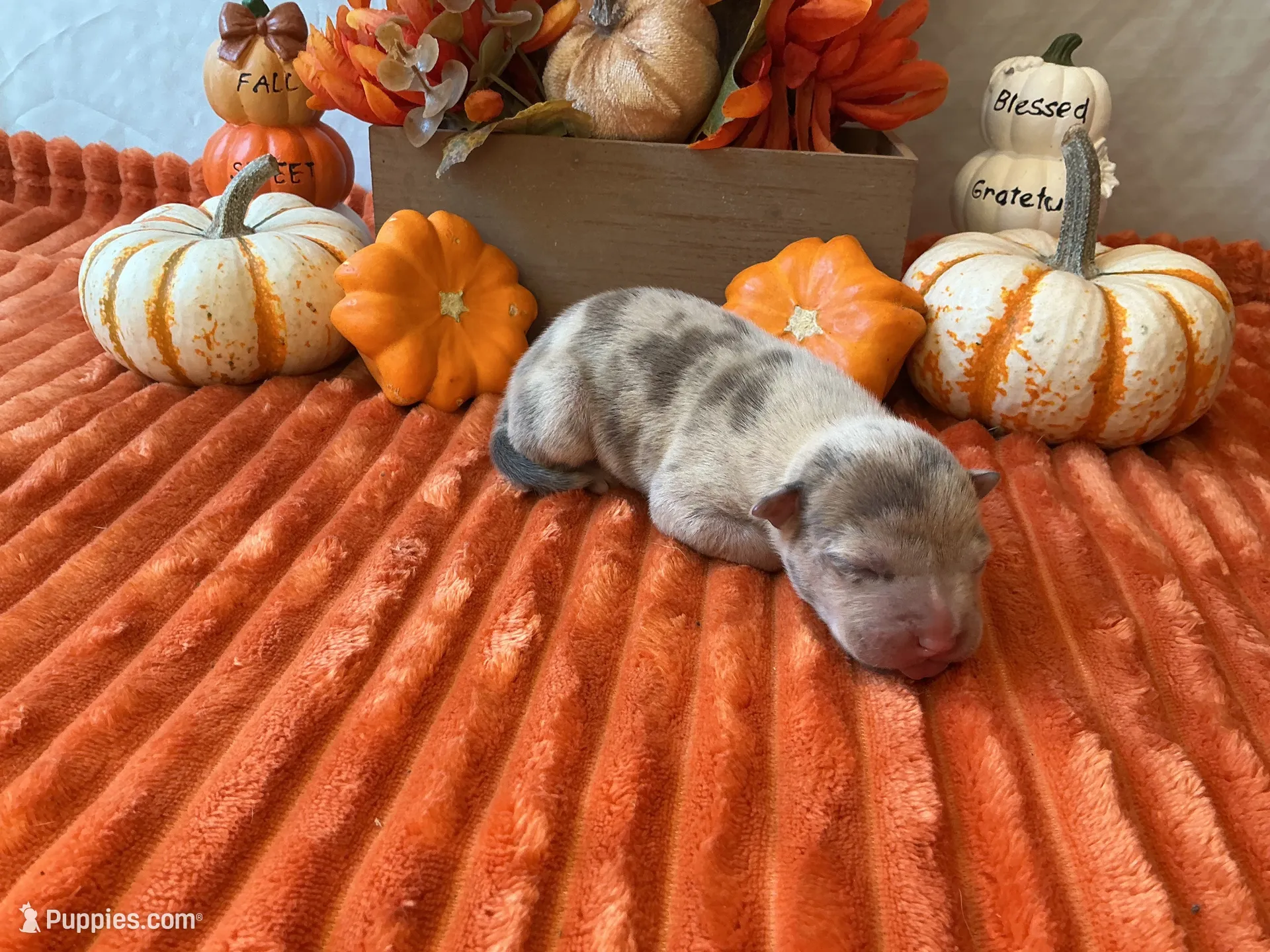 Male 4💙, a male American Bully and American Pit Bull Terrier for sale in Yorktown, VA – 1 of 3