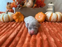 Female 2🩷, a female American Bully and American Pit Bull Terrier for sale in Yorktown, VA – 2 of 3