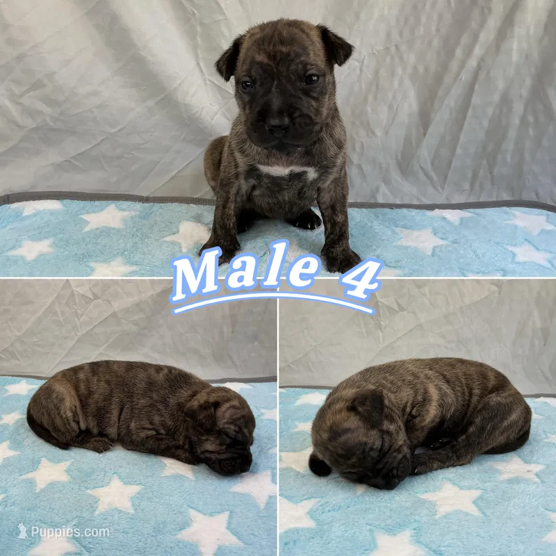 Male 4💙 – American Staffordshire Terrier, American Pit Bull Terrier puppy for sale in Yorktown, VA