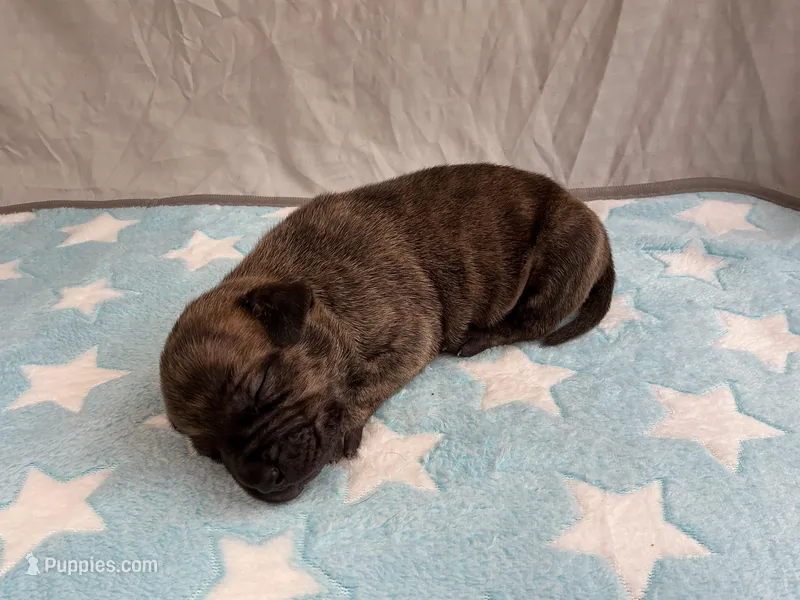 Male 4💙 – American Staffordshire Terrier, American Pit Bull Terrier puppy for sale in Yorktown, VA