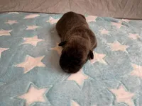 Male 4💙, a male American Staffordshire Terrier and American Pit Bull Terrier for sale in Yorktown, VA – Photo 3 of 5