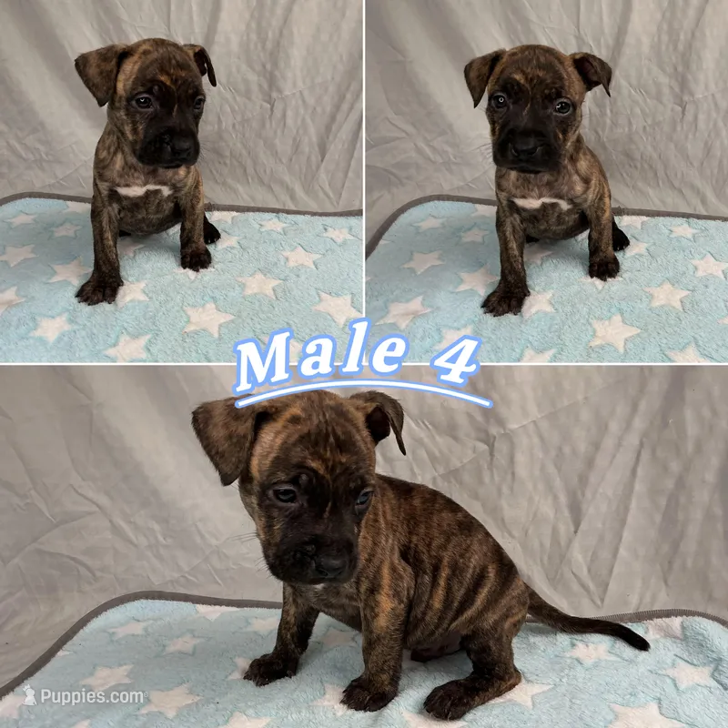 Male 4💙 – American Staffordshire Terrier, American Pit Bull Terrier puppy for sale in Yorktown, VA