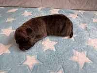 Male 4💙, a male American Staffordshire Terrier and American Pit Bull Terrier for sale in Yorktown, VA – Photo 1 of 5