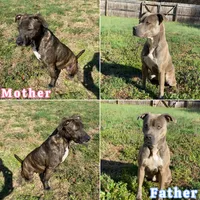 Male 4💙, a male American Staffordshire Terrier and American Pit Bull Terrier for sale in Yorktown, VA – Photo 5 of 5