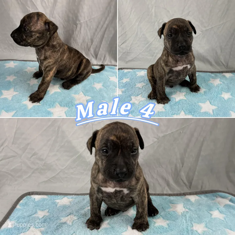 Male 4💙 – American Staffordshire Terrier, American Pit Bull Terrier puppy for sale in Yorktown, VA