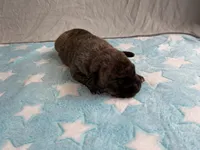 Male 4💙, a male American Staffordshire Terrier and American Pit Bull Terrier for sale in Yorktown, VA – Photo 4 of 8