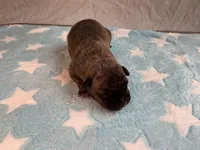 Male 4💙, a male American Staffordshire Terrier and American Pit Bull Terrier for sale in Yorktown, VA – Photo 2 of 5