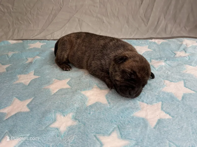 Male 4💙 – American Staffordshire Terrier, American Pit Bull Terrier puppy for sale in Yorktown, VA