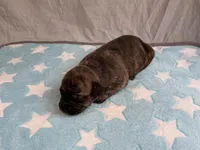 Male 4💙, a male American Staffordshire Terrier and American Pit Bull Terrier for sale in Yorktown, VA – Photo 2 of 8