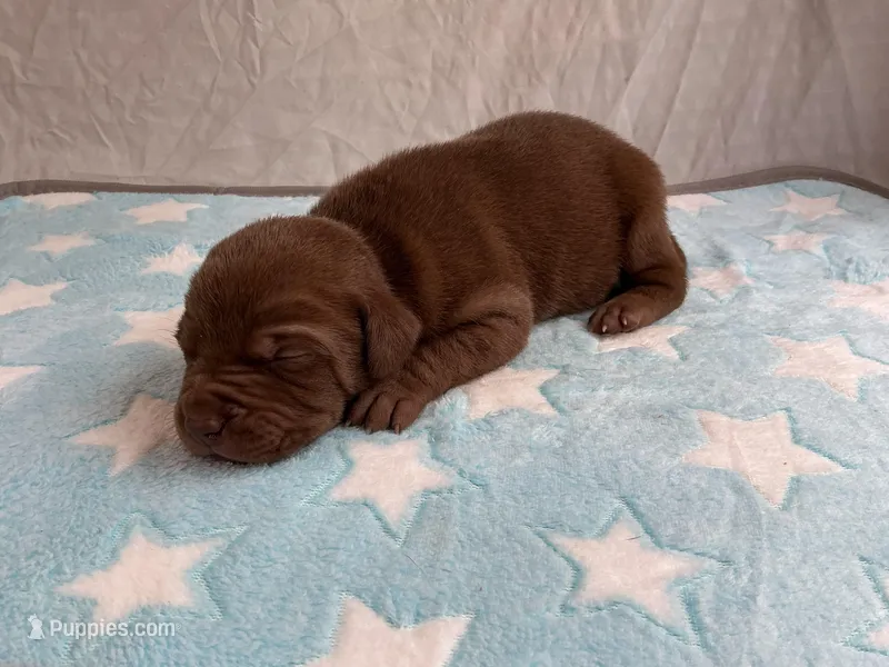 Male 8💙 – American Staffordshire Terrier, American Pit Bull Terrier puppy for sale in Yorktown, VA