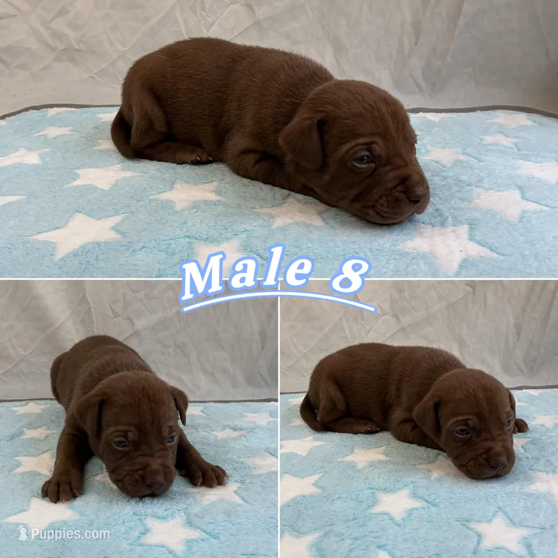 Male 8💙 – American Staffordshire Terrier, American Pit Bull Terrier puppy for sale in Yorktown, VA
