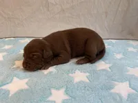 Male 8💙, a male American Staffordshire Terrier and American Pit Bull Terrier for sale in Yorktown, VA – Photo 3 of 8