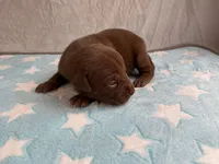 Male 8💙, a male American Staffordshire Terrier and American Pit Bull Terrier for sale in Yorktown, VA – Photo 2 of 8