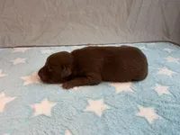 Male 8💙, a male American Staffordshire Terrier and American Pit Bull Terrier for sale in Yorktown, VA – Photo 2 of 4