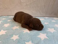 Male 8💙, a male American Staffordshire Terrier and American Pit Bull Terrier for sale in Yorktown, VA – Photo 4 of 8