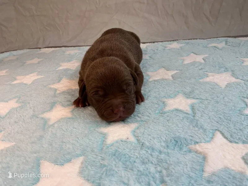 Male 8💙 – American Staffordshire Terrier, American Pit Bull Terrier puppy for sale in Yorktown, VA