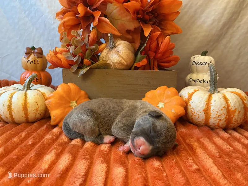 Female 1🩷, a female American Bully and American Pit Bull Terrier for sale in Yorktown, VA – 1 of 3