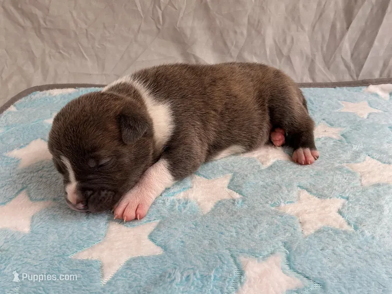 Male 1💙 – American Staffordshire Terrier, American Pit Bull Terrier puppy for sale in Yorktown, VA