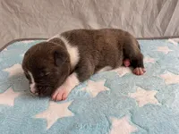 Male 1💙, a male American Staffordshire Terrier and American Pit Bull Terrier for sale in Yorktown, VA – Photo 1 of 8