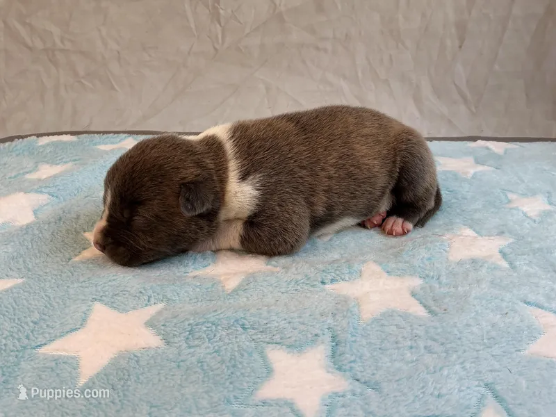 Male 1💙 – American Staffordshire Terrier, American Pit Bull Terrier puppy for sale in Yorktown, VA