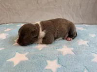 Male 1💙, a male American Staffordshire Terrier and American Pit Bull Terrier for sale in Yorktown, VA – Photo 3 of 8