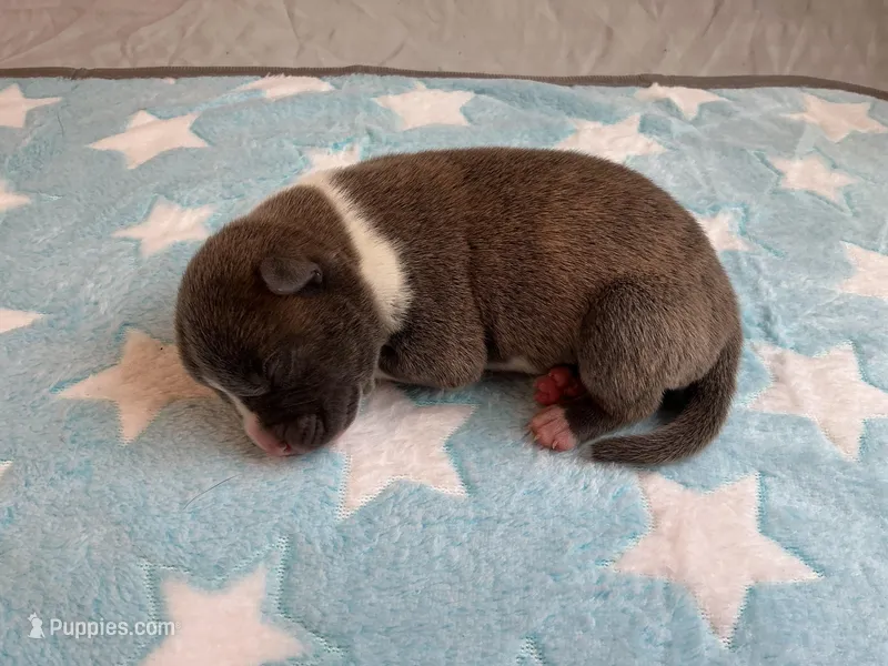 Male 1💙 – American Staffordshire Terrier, American Pit Bull Terrier puppy for sale in Yorktown, VA