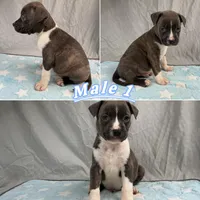 Male 1💙, a male American Staffordshire Terrier and American Pit Bull Terrier for sale in Yorktown, VA – 1 of 6