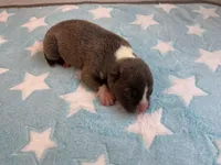 Male 1💙, a male American Staffordshire Terrier and American Pit Bull Terrier for sale in Yorktown, VA – Photo 2 of 5