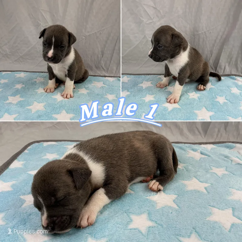 Male 1💙 – American Staffordshire Terrier, American Pit Bull Terrier puppy for sale in Yorktown, VA