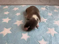 Male 1💙, a male American Staffordshire Terrier and American Pit Bull Terrier for sale in Yorktown, VA – Photo 3 of 5