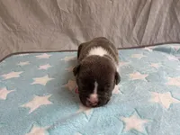 Male 1💙, a male American Staffordshire Terrier and American Pit Bull Terrier for sale in Yorktown, VA – Photo 2 of 8