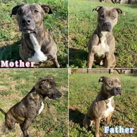 Male 1💙, a male American Staffordshire Terrier and American Pit Bull Terrier for sale in Yorktown, VA – Photo 4 of 5