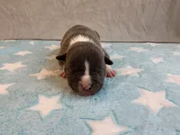 Male 1💙, a male American Staffordshire Terrier and American Pit Bull Terrier for sale in Yorktown, VA – Photo 4 of 8