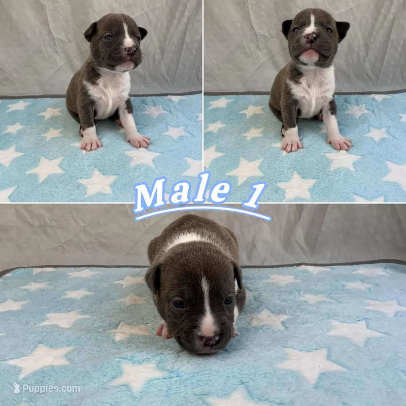 Male 1💙 – American Staffordshire Terrier, American Pit Bull Terrier puppy for sale in Yorktown, VA