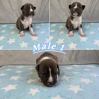 Male 1💙, a male American Staffordshire Terrier and American Pit Bull Terrier for sale in Yorktown, VA – 3 of 6