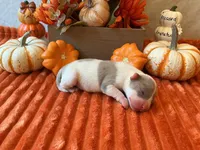 Male 2💙, a male American Bully and American Pit Bull Terrier for sale in Yorktown, VA – 1 of 3