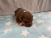 Male 6💙, a male American Staffordshire Terrier and American Pit Bull Terrier for sale in Yorktown, VA – Photo 2 of 7