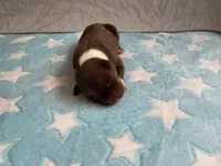 Male 6💙, a male American Staffordshire Terrier and American Pit Bull Terrier for sale in Yorktown, VA – Photo 3 of 5