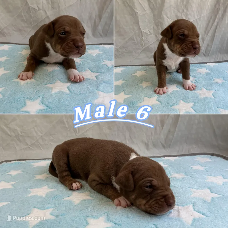 Male 6💙 – American Staffordshire Terrier, American Pit Bull Terrier puppy for sale in Yorktown, VA