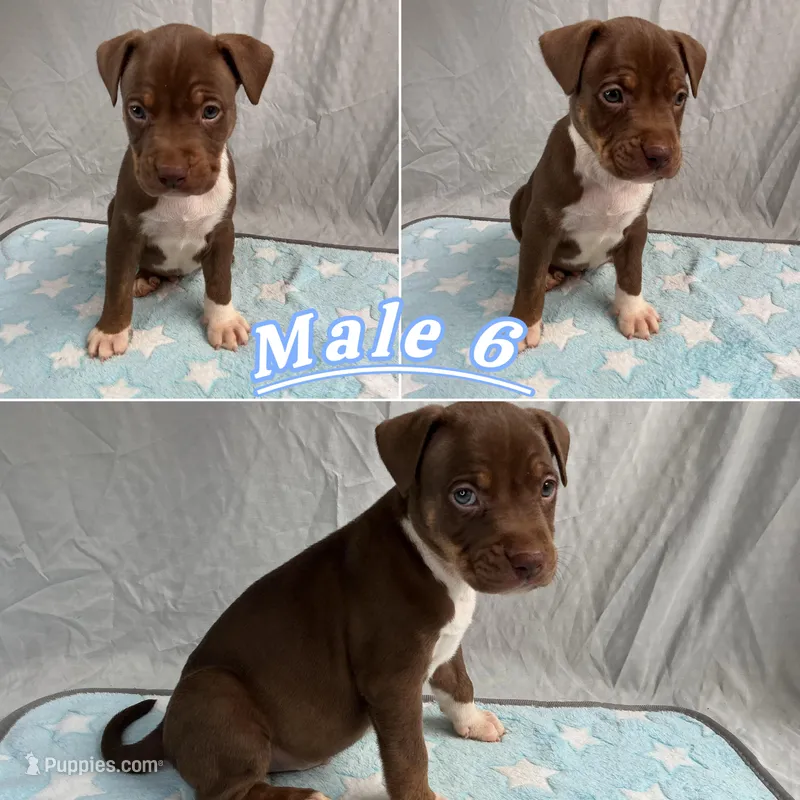 Male 6💙 – American Staffordshire Terrier, American Pit Bull Terrier puppy for sale in Yorktown, VA