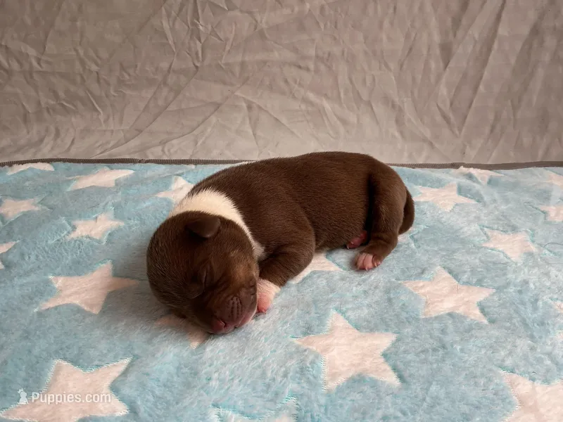 Male 6💙 – American Staffordshire Terrier, American Pit Bull Terrier puppy for sale in Yorktown, VA