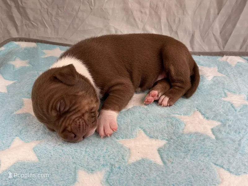 Male 6💙 – American Staffordshire Terrier, American Pit Bull Terrier puppy for sale in Yorktown, VA