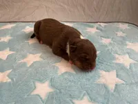 Male 6💙, a male American Staffordshire Terrier and American Pit Bull Terrier for sale in Yorktown, VA – Photo 2 of 5