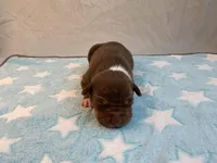 Male 6💙, a male American Staffordshire Terrier and American Pit Bull Terrier for sale in Yorktown, VA – Photo 5 of 7