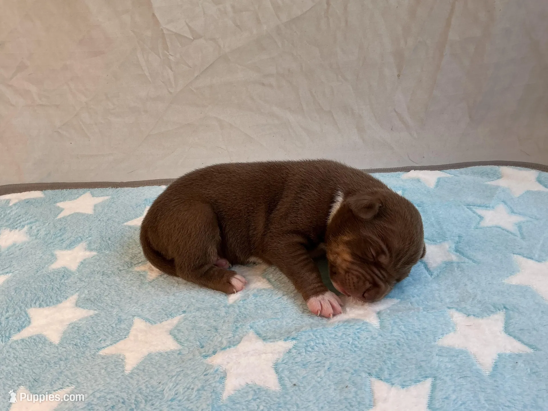 Male 6💙 – American Staffordshire Terrier, American Pit Bull Terrier puppy for sale in Yorktown, VA