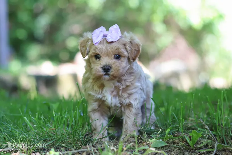 Haven – Maltipoo puppy for sale in Fresno, OH