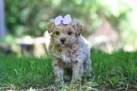 Haven, a female Maltipoo for sale in Fresno, OH – 1 of 8