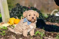 Enzo, a male Maltipoo for sale in Fresno, OH – 5 of 7