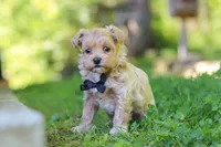 Rocky, a male Maltipoo for sale in Fresno, OH – 5 of 8