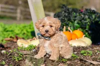 Weston, a male Maltipoo for sale in Fresno, OH – 5 of 7